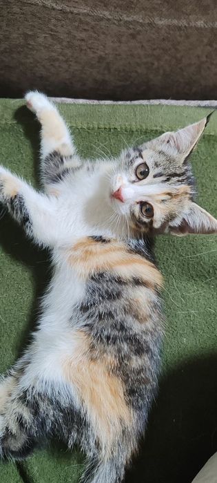 Котенок 5 недель