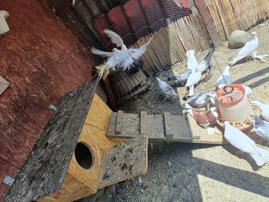 Porumbei încălțați