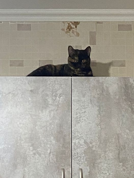 Петси ищет любящего друга