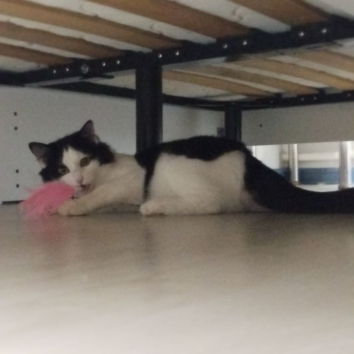 Котенок подросток