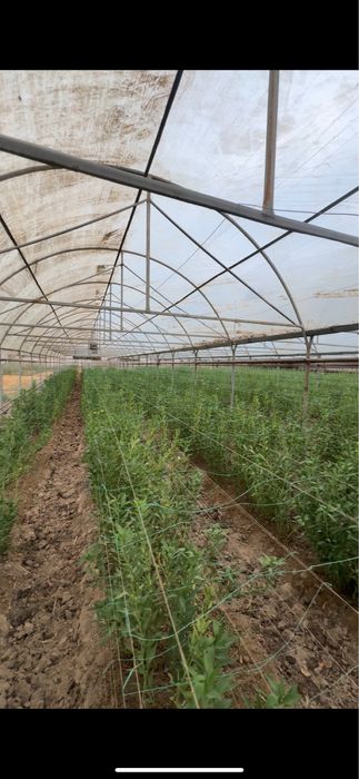 Продается земля чирчик 70 соток