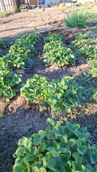 Продам кусты клубники