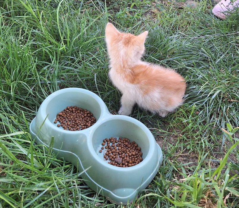 Adoptie pisici jucăuși si drăguți