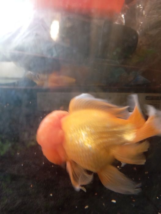 Золотая рыбка оранда