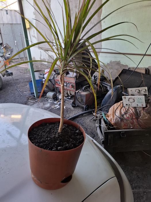 Продам драцену цветок