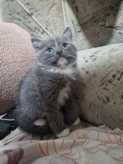 Отдам котят в добрые руки!