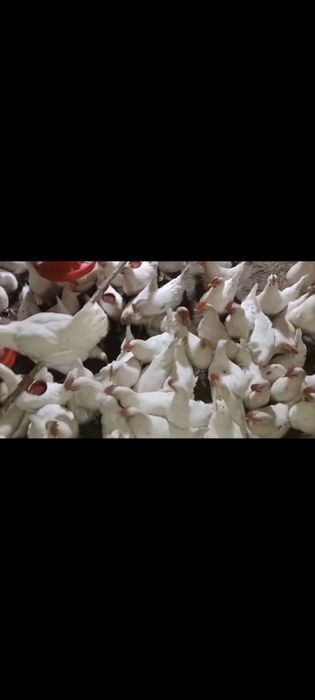 Куры несушки Ломан Уайт