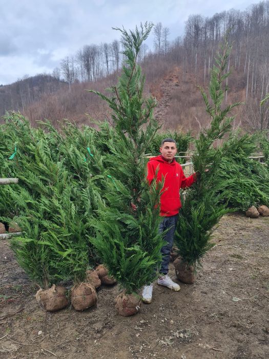 Leylandii gard viu oferta