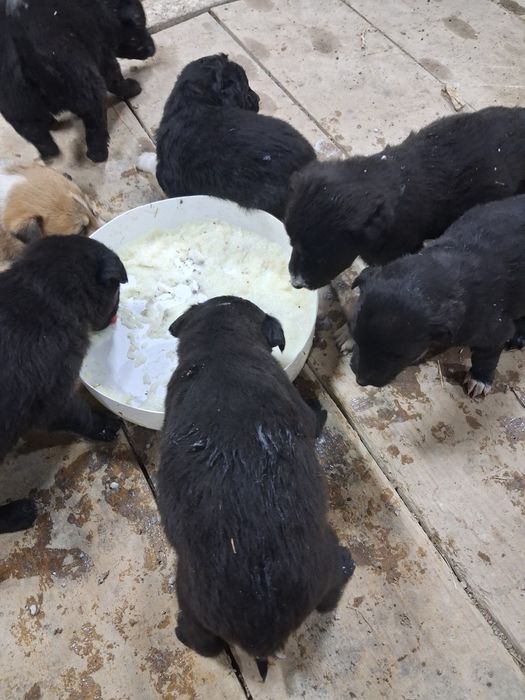 Щенки в хорошие руки