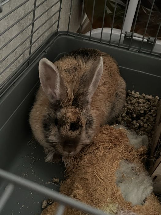 Кролик Декоративный