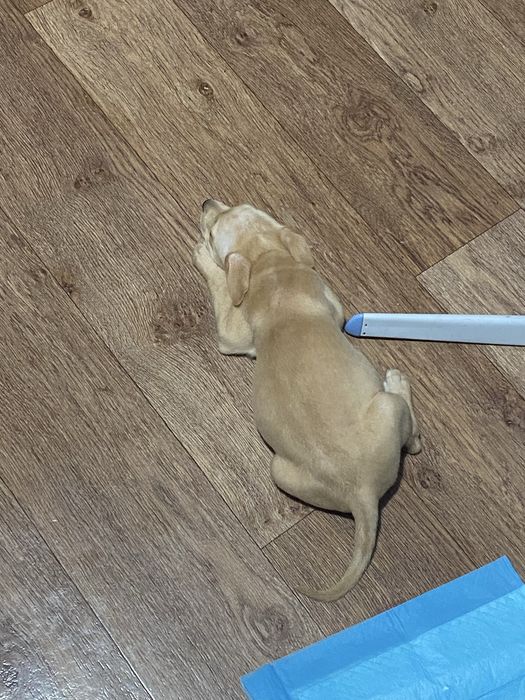 отдам щенка !только в хорошие руки!