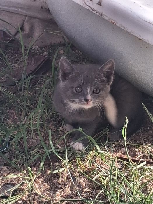 Dau pisoi spre adopție
