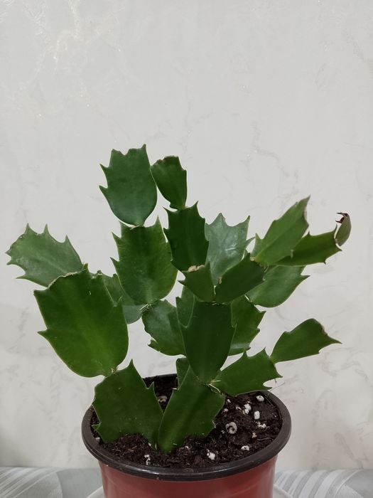 Цветок - шлюмбергера (декабрист).