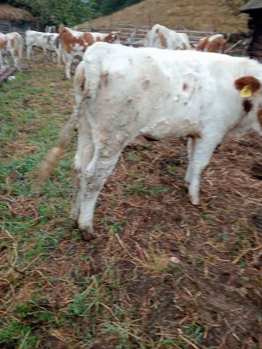 Vând       vițeii