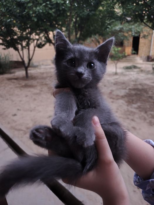 Котята домашние.