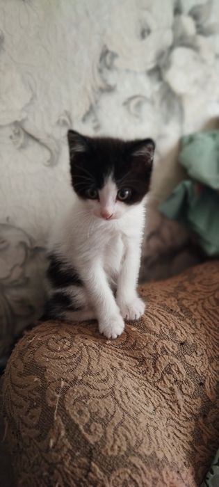 Котенок ищет себе любящий хозяев мальчик доставим бесплатно
