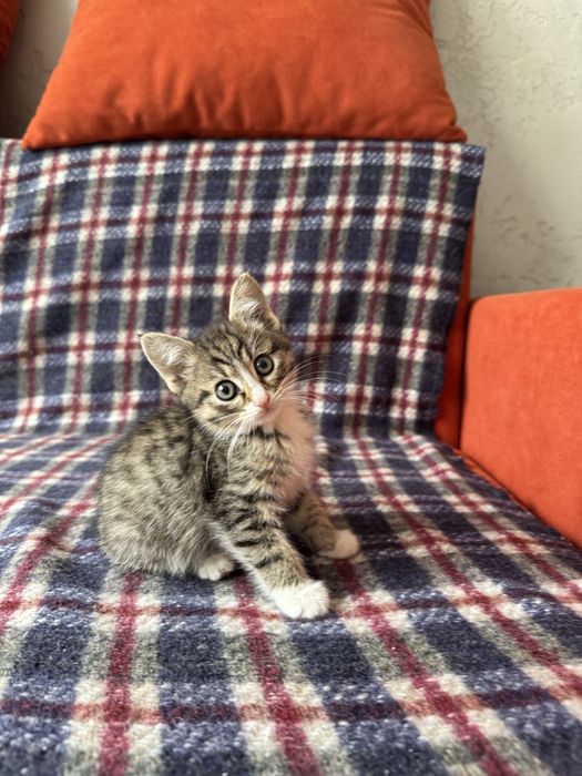 Отдам котят бесплатно