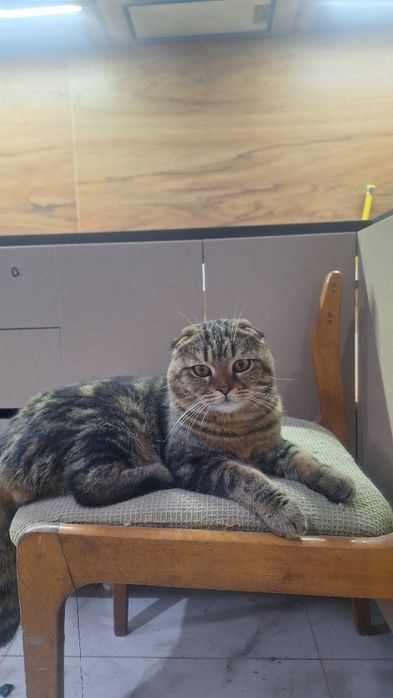 Продается кот вислоухий