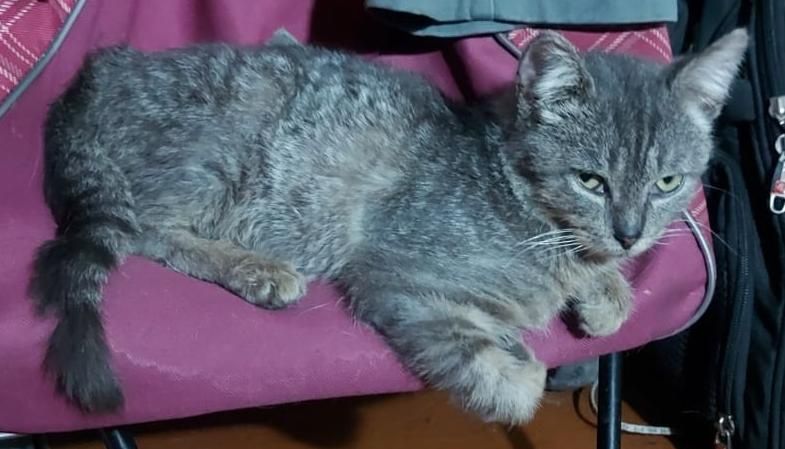 Отдам  подростка-котика, 8 месяцев, мальчик