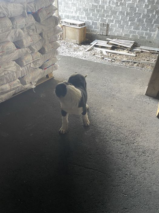 Алабай күшік сатылады