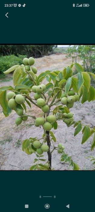 Шредер агро интинсив кучатлар