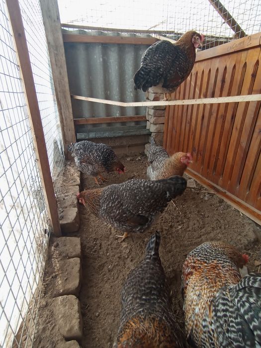 Belifeldir tuxumlariga zakaz olamiz 15 min