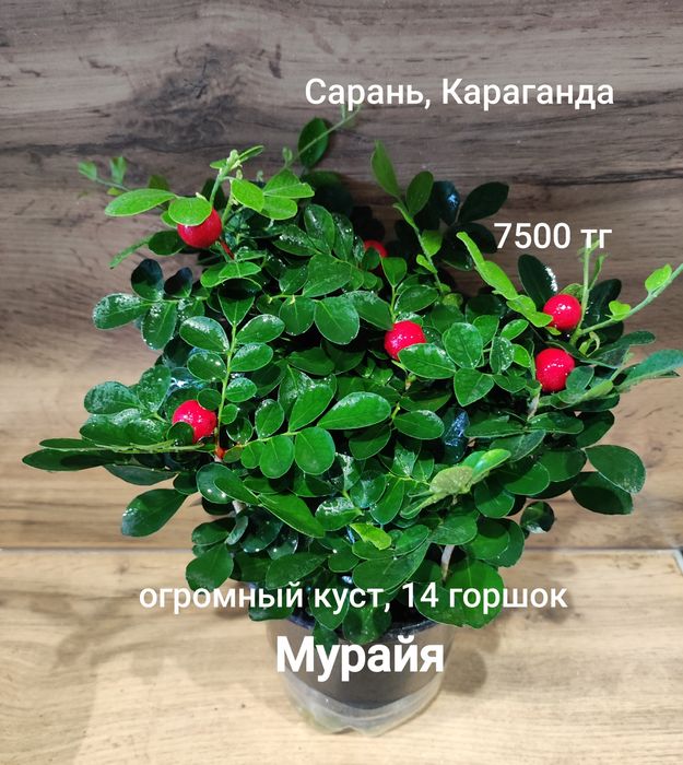 Мурайя, большой куст