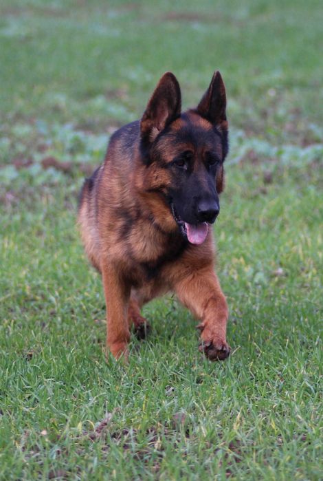 Pui ciobanesc german cu pedigree