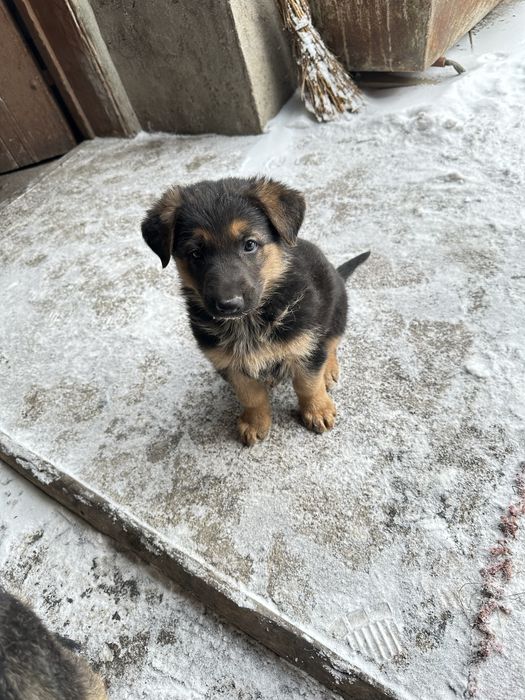 Продаем щенков немецкой овчарки