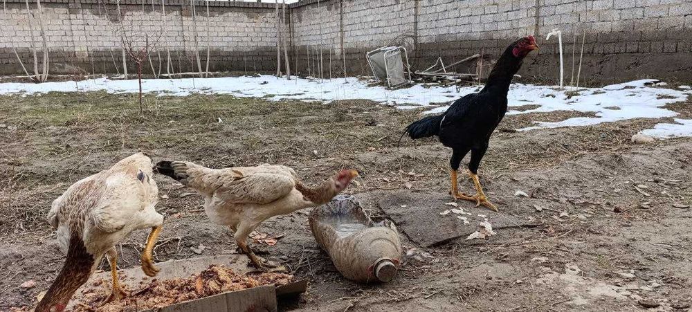 100 тали Карис товук тухумда.