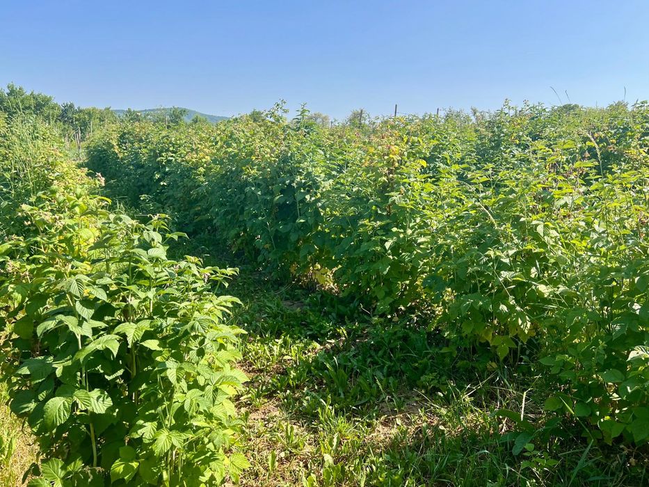 Teren de vânzare la 30 km de Bistrita