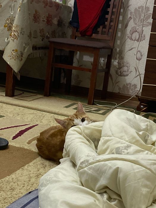 Отдам даром в хорошие добрые руки ,,Рыжик’’