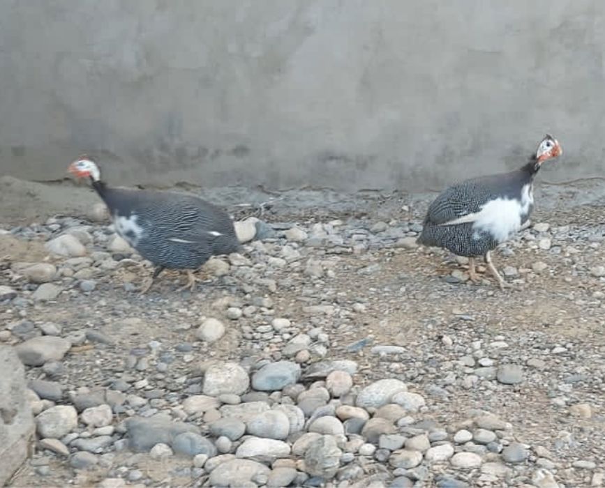 Срочно цесарки продается