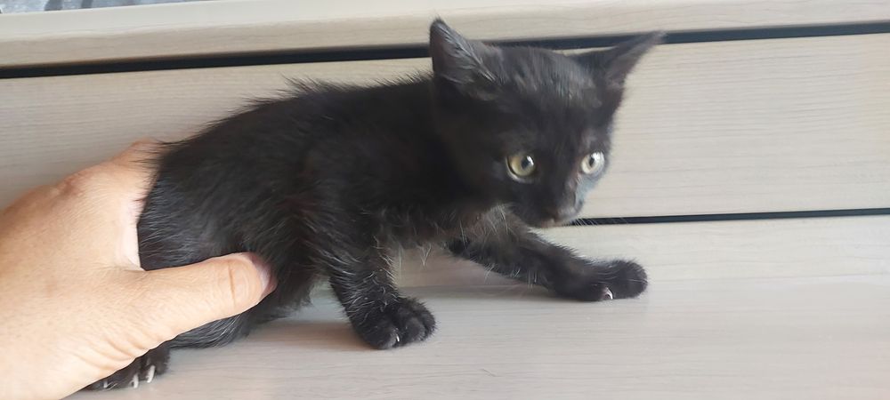 Котенок. Девочка.  15 июня рождения