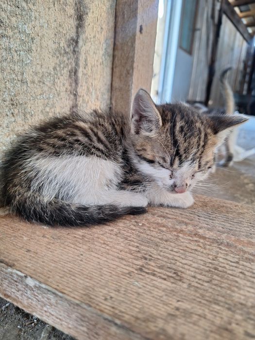 Donez pui pisici