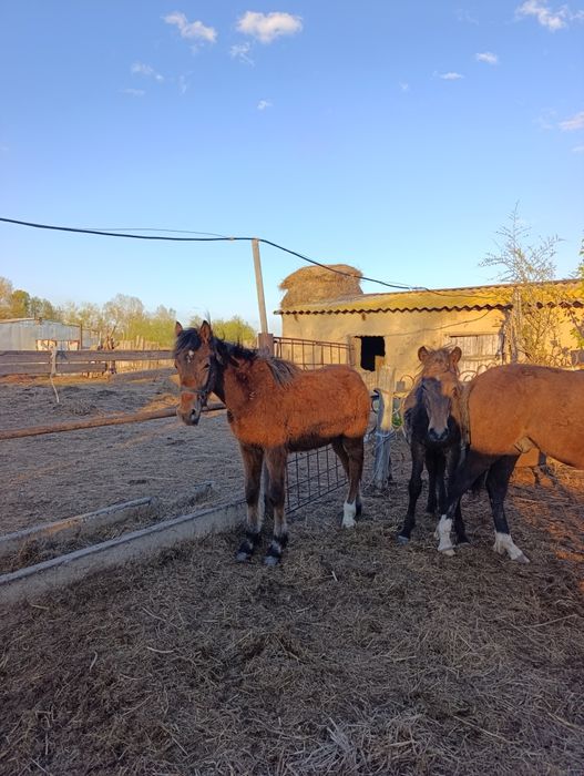 Тай сатыладыыыыыы