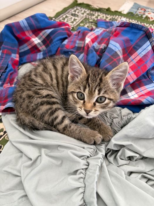 Котенок девочка ОТВЕТСТВЕННЫМ людям!