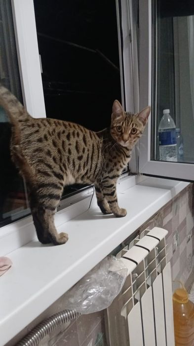 Отдам кота в хорошие руки