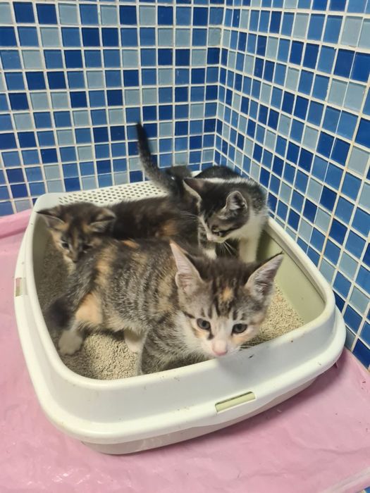 Ласковые котята,приученны к лотку!!