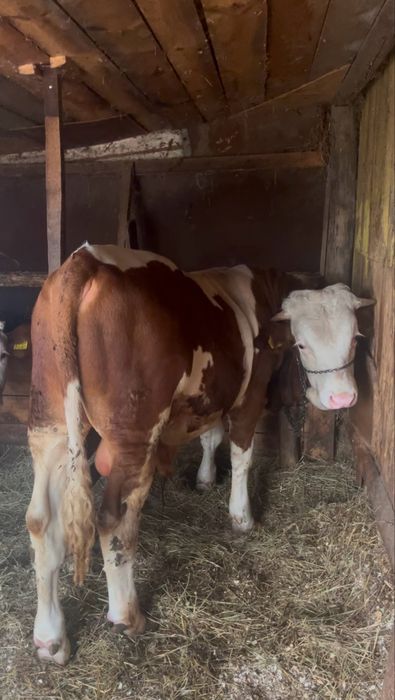 Taur de vânzare  ! 400 kg