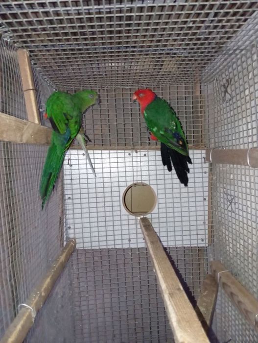 Попугай сотилади