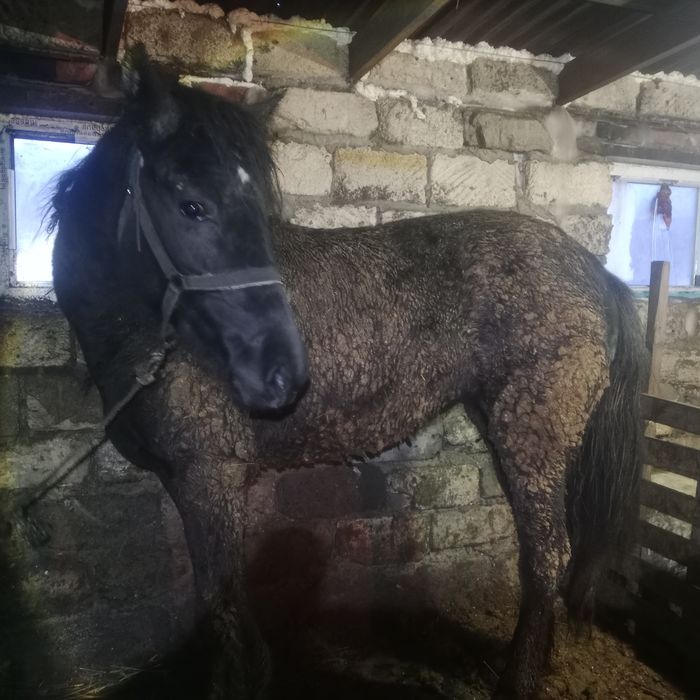 Продается кобыла