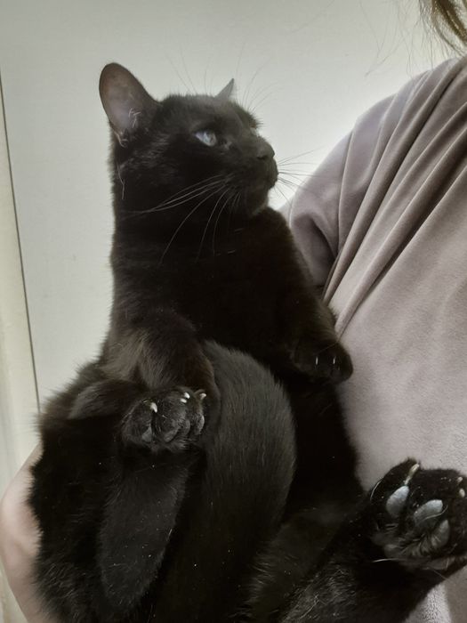 Pirata, pisica cauta familie