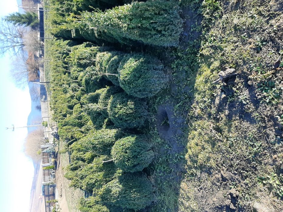 Vand tuia smarald brazi mesteacăn tei magnoli etc