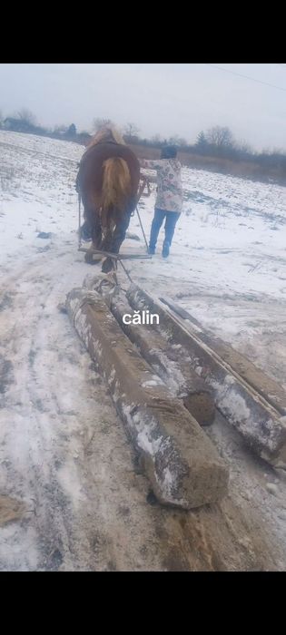 De vânzare armăsar