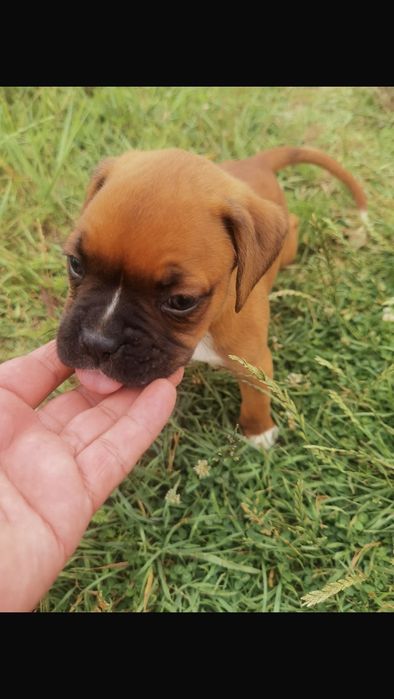 Catel Boxer German