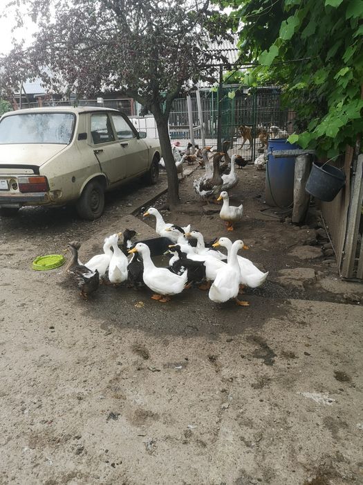 Gâște românești pletoase, boboci