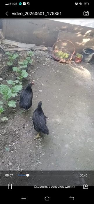 Продаются курицы черные