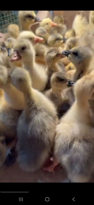 Гоз болалари сотилади