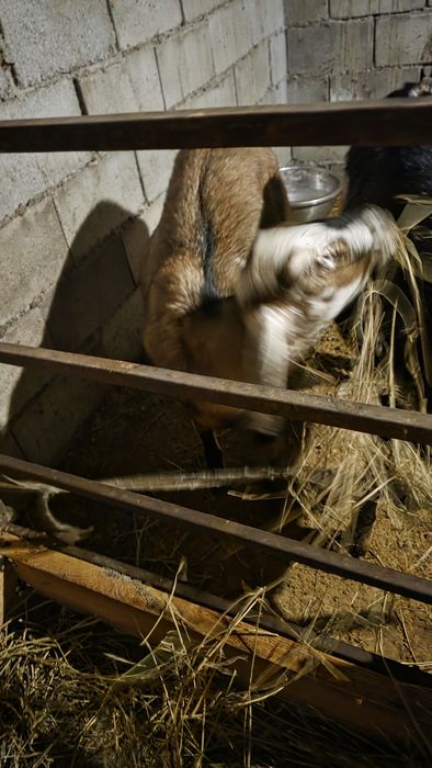 Продается беременная англо-нубийская коза